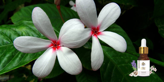Tagar, a herb every woman will love : Dr.Shivani Pandey