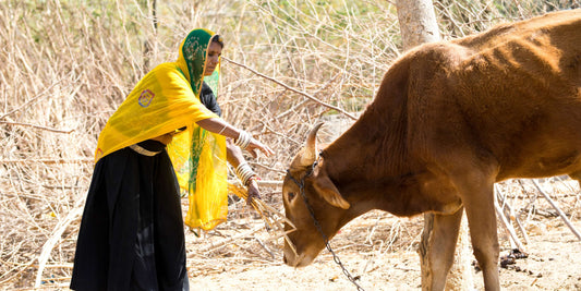 100 times washed cow ghee