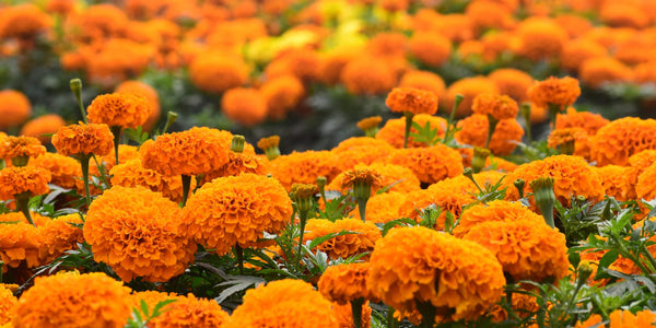 Marigold (Genda), beyond a traditional flower! : Dr.Shivani Pandey
